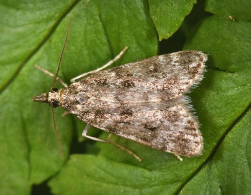 Réf. 191 391 : Eudonia sp.